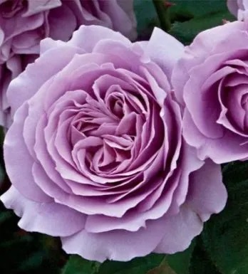 Роза флорибунда Лав Сонг